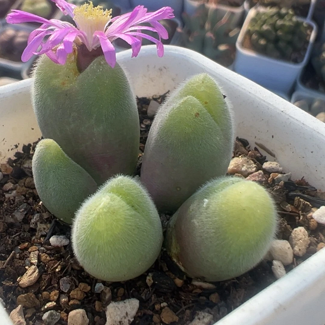 99多肉植物百科植物