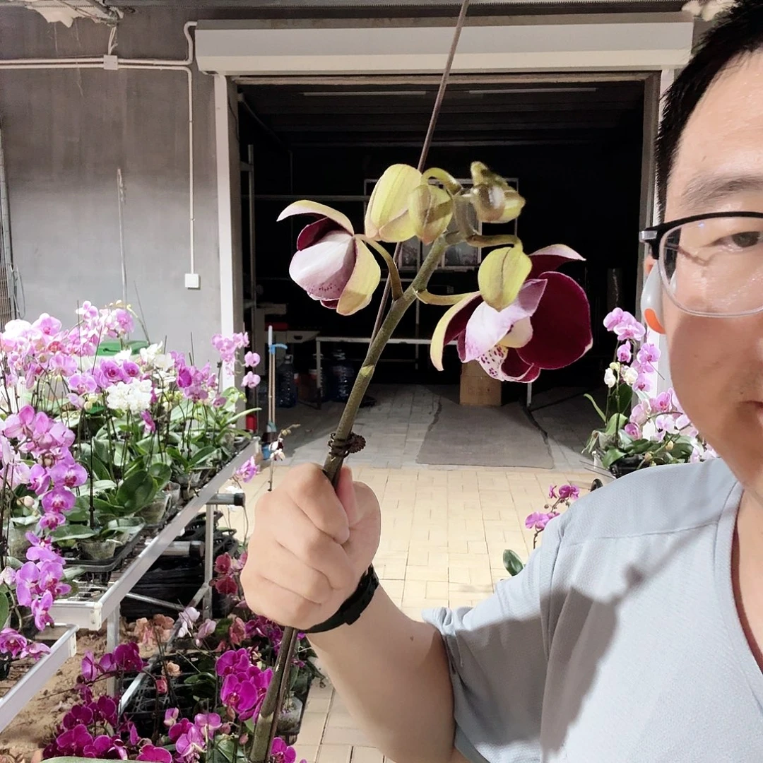 完全开放幻影加花后苗051