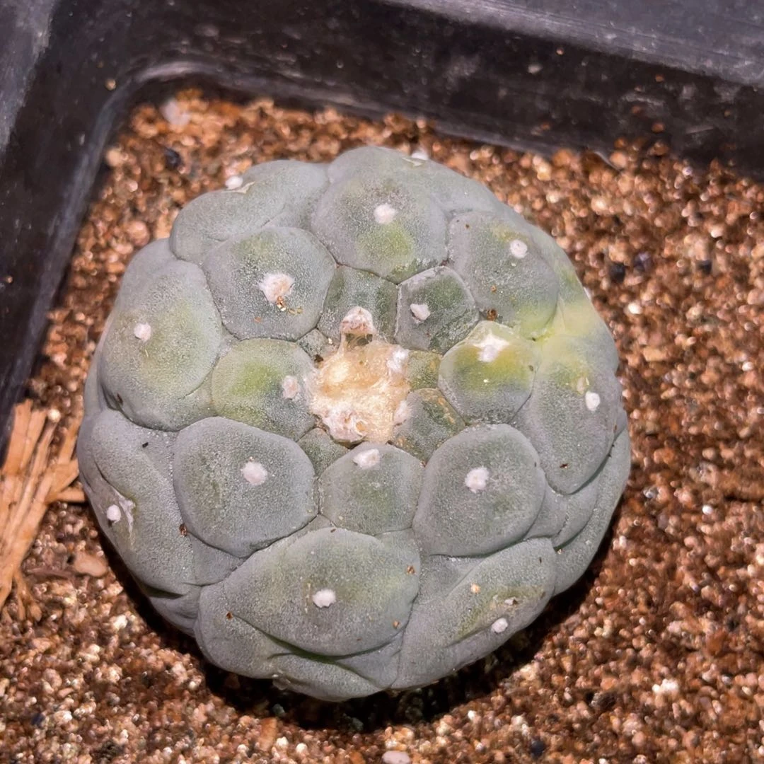 自根蓝白乳突犹银锦