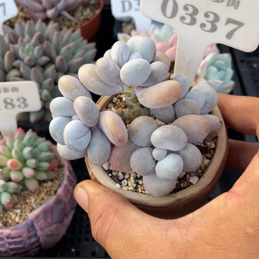 0337奶酪不带盆8厘米