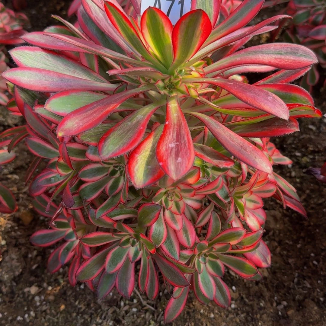 用****9713香奈儿多肉植物