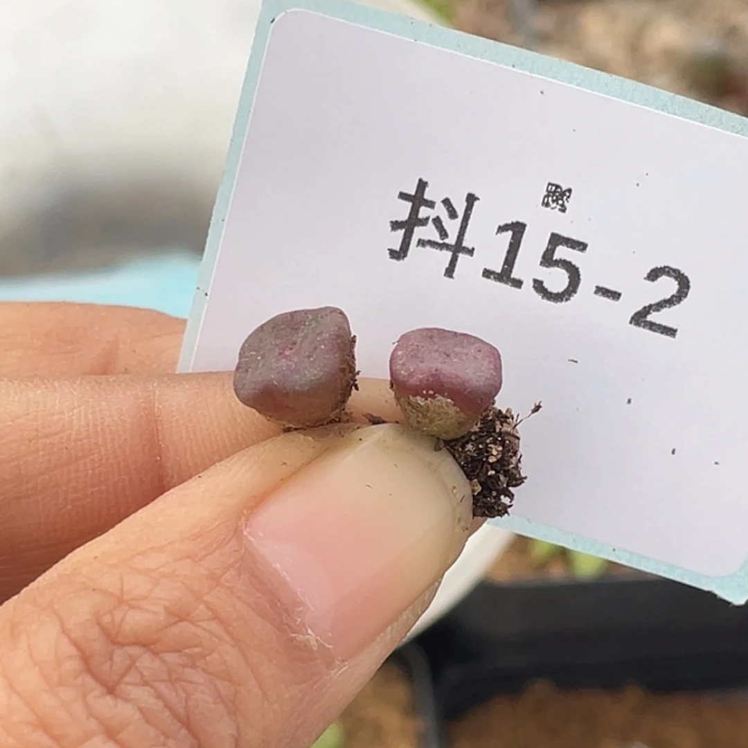 A***i15-2肉锥多肉植物