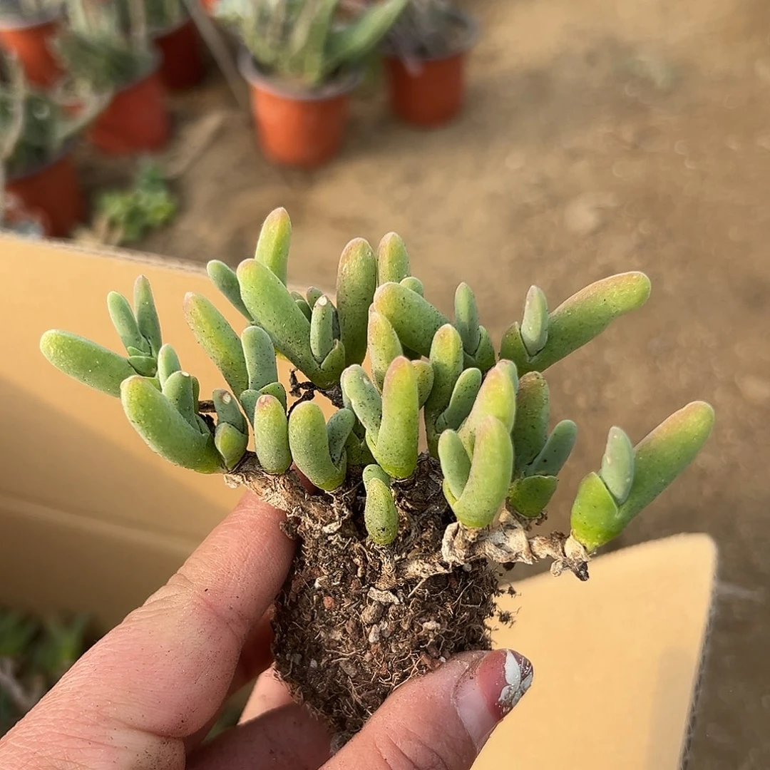 多肉植物小鲨鱼群