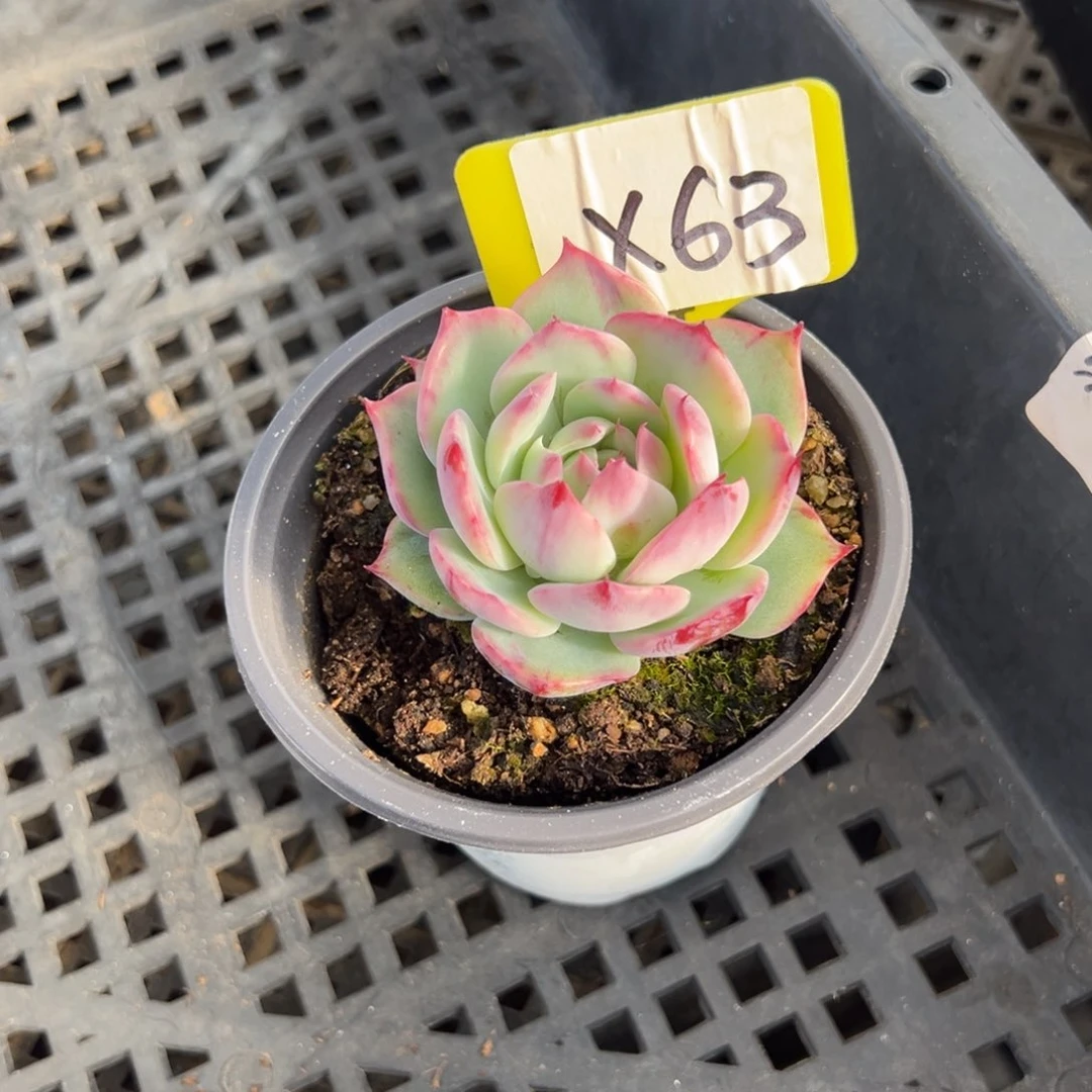 l****贝X63惊鸿单头多肉