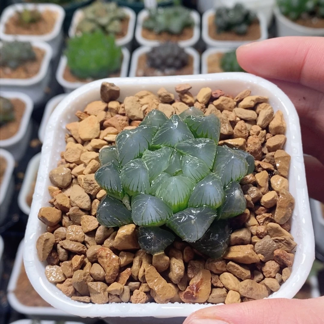 蓝镜玉露多肉植物多肉植物