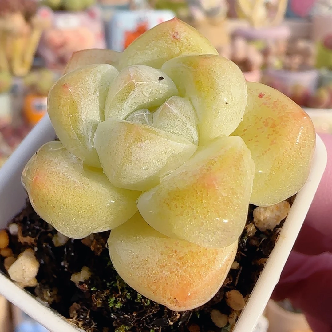 福利奶油冰玉 盆口3cm