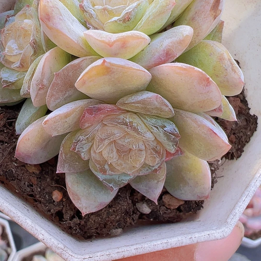 8角盆方糖群19包邮