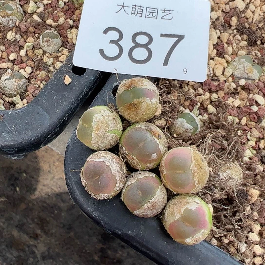 量拍以下1颗。        387