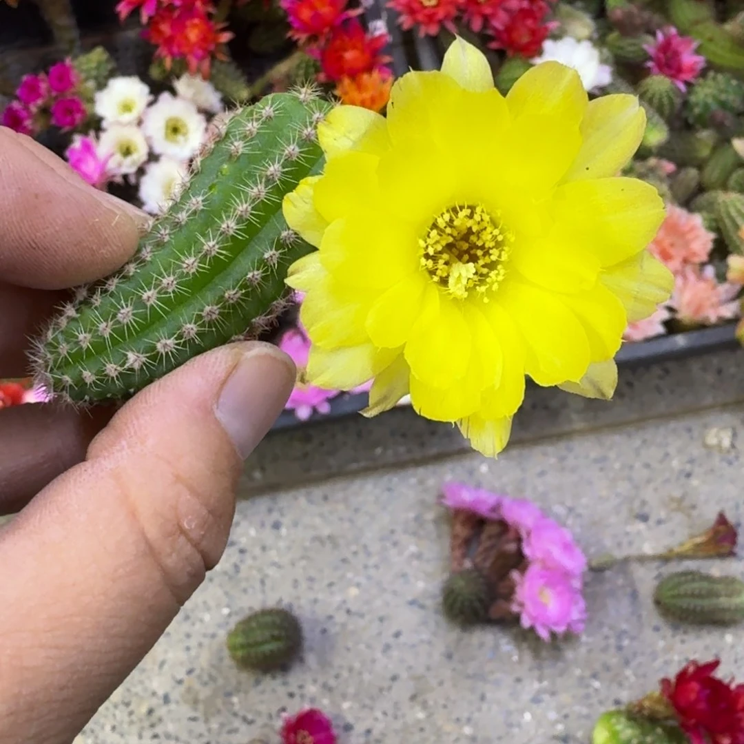 316白檀普拉3个无根侧牙小，20包邮