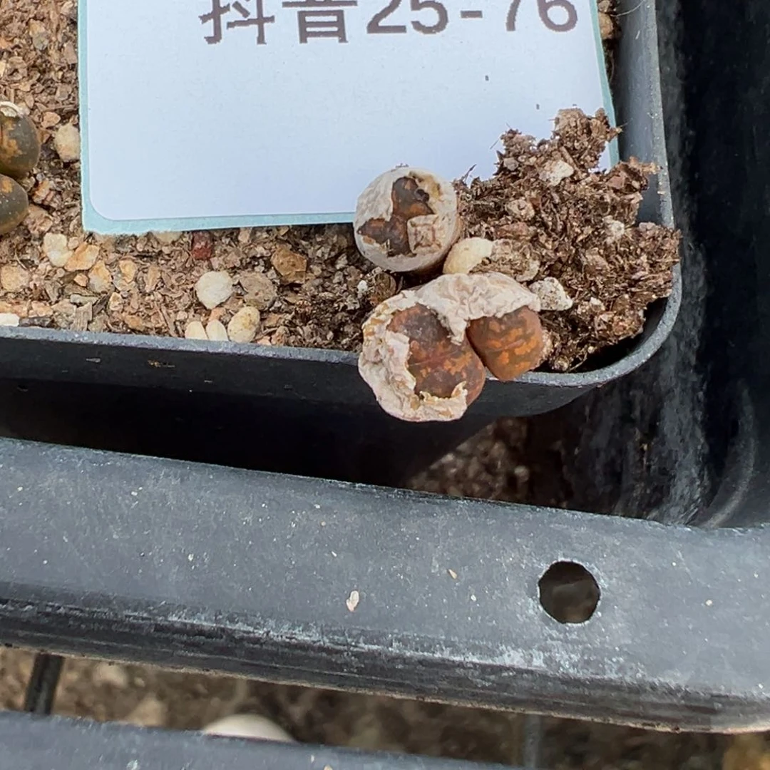 25-76量拍美猴王勋章一群