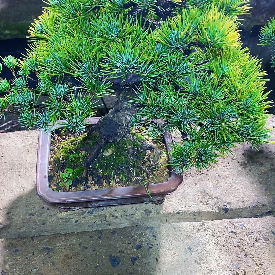【闪购商品】无花朵红**库