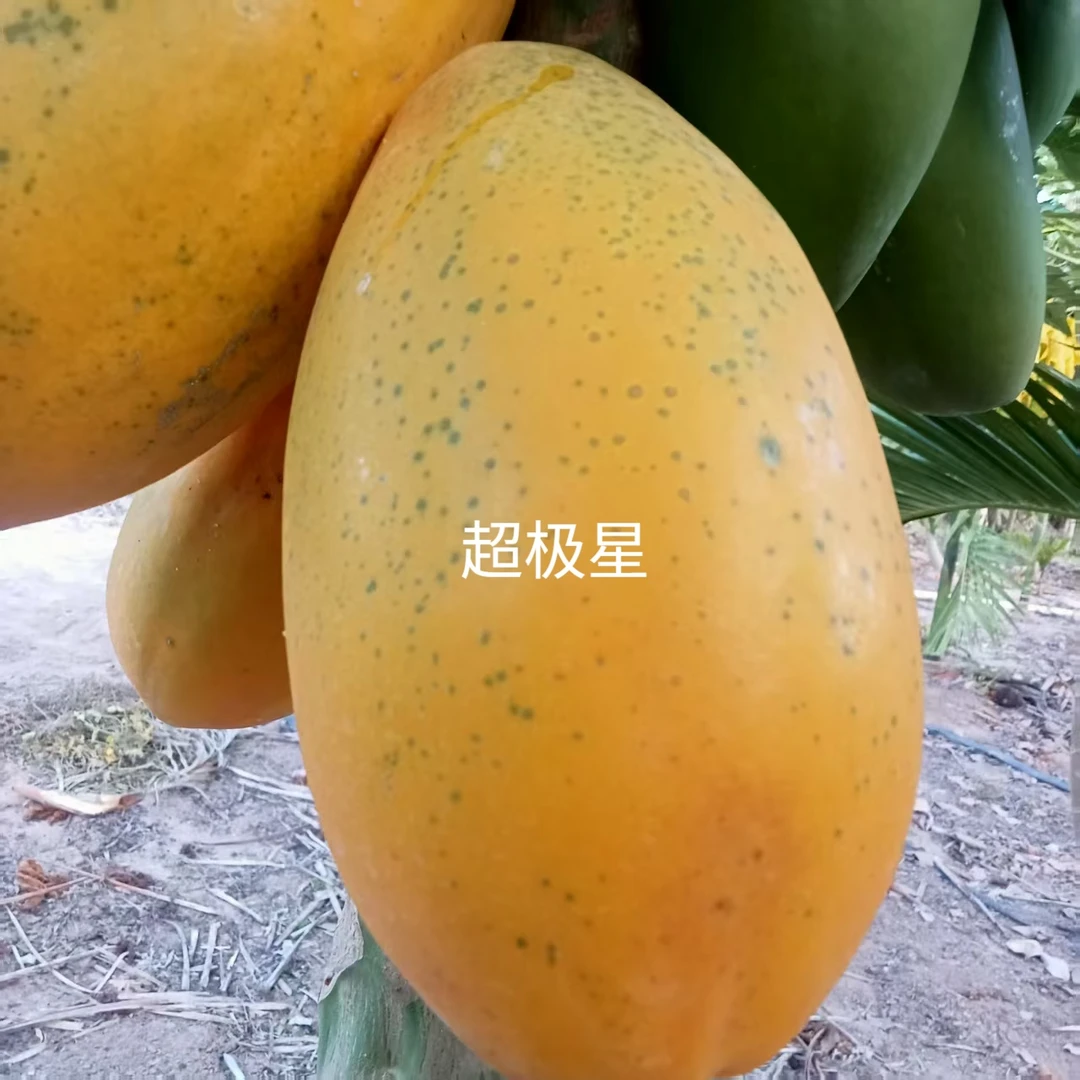 【十八斤请买这个】天然无污染品质良海南大青牛奶红心木瓜