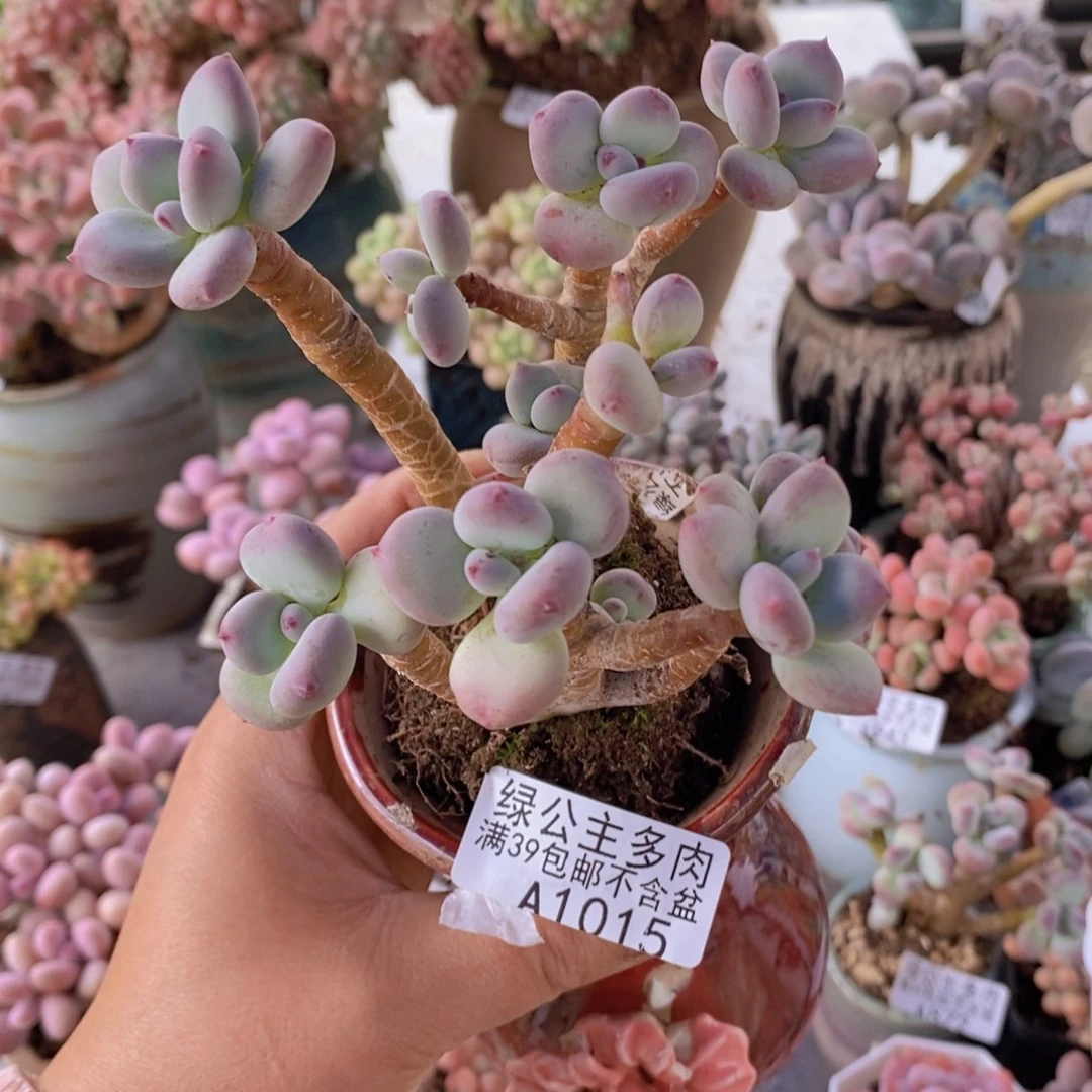 苹果奶9cm1015多肉植物