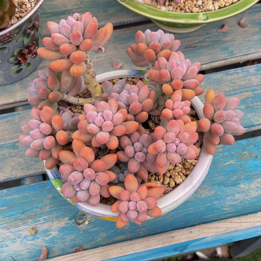 一物一拍多肉植物