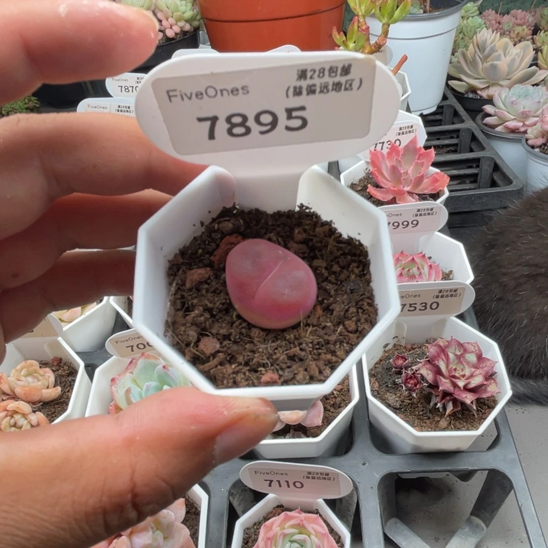 7895毛汉尼3.0厘米