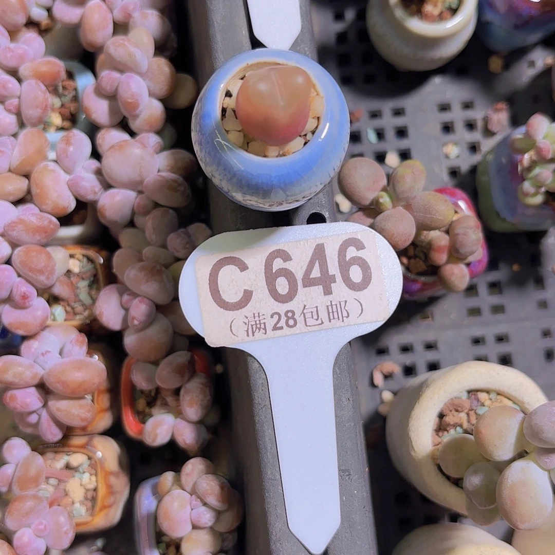 C646毛汗尼一物一拍