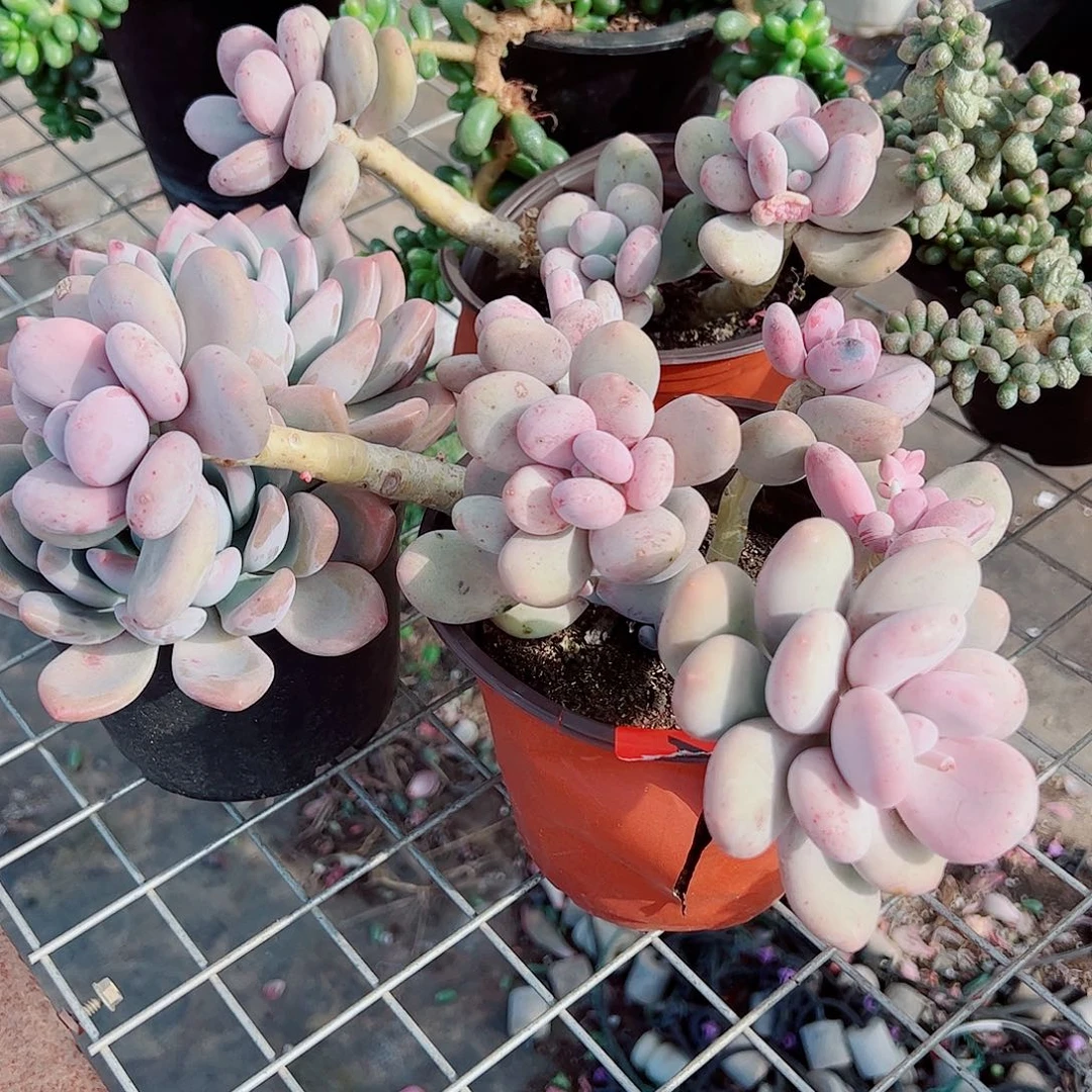 奶酪多头群生老桩特价