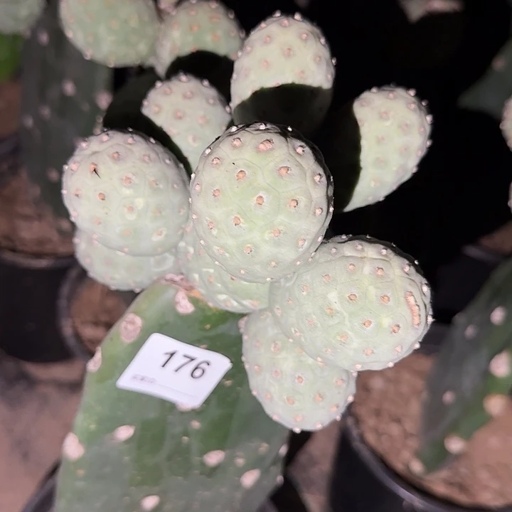 福利恐龙蛋习志野176