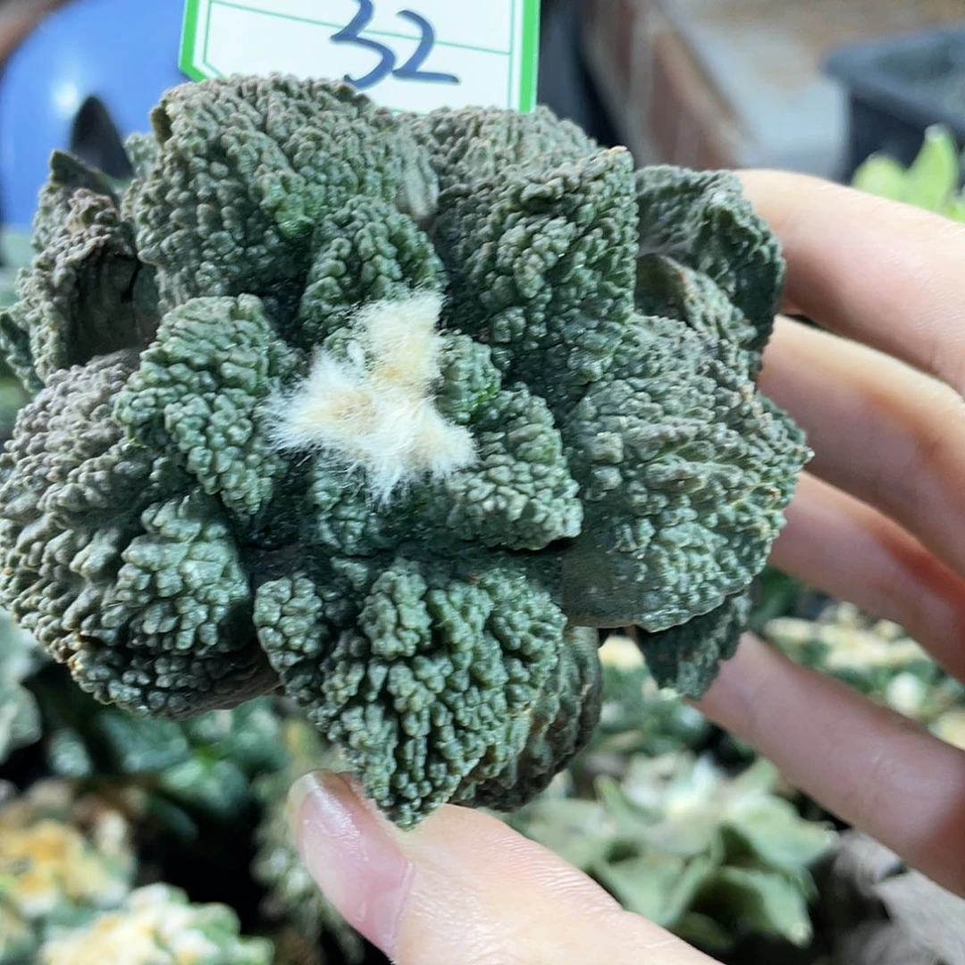 32号自根哥斯拉酸菜