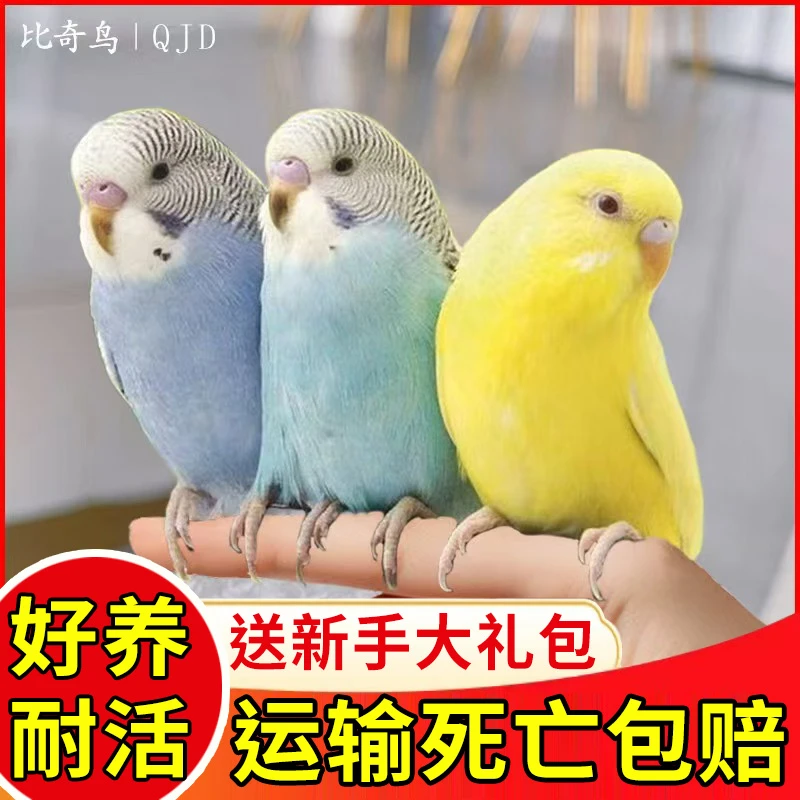 2只一对手养虎皮鹦鹉手玩宠物鸟家养观赏鸟亲人虎皮鹦鹉