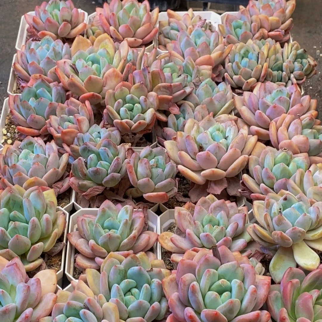 067多肉植物保护研究所两