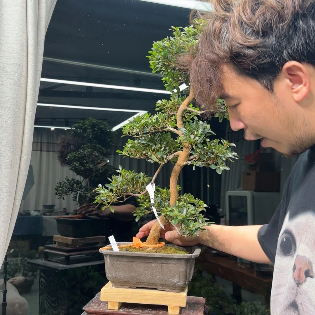 水***厂无花朵花卉苗木181