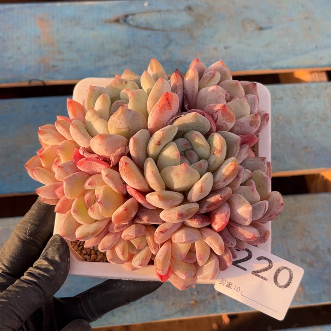 220号新疆西藏内蒙古不包邮