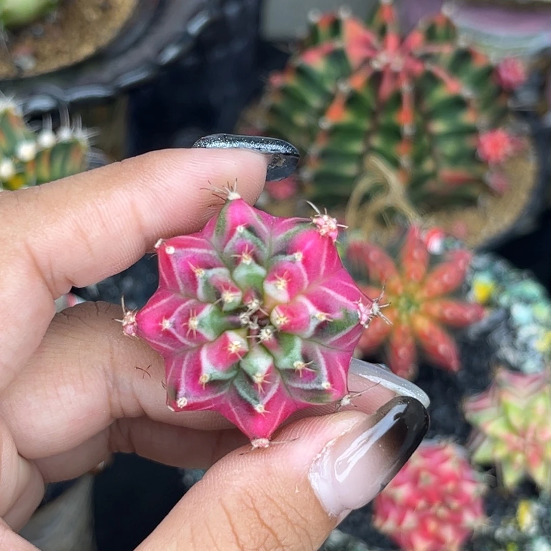 泰系测牙米哈锦 裸根