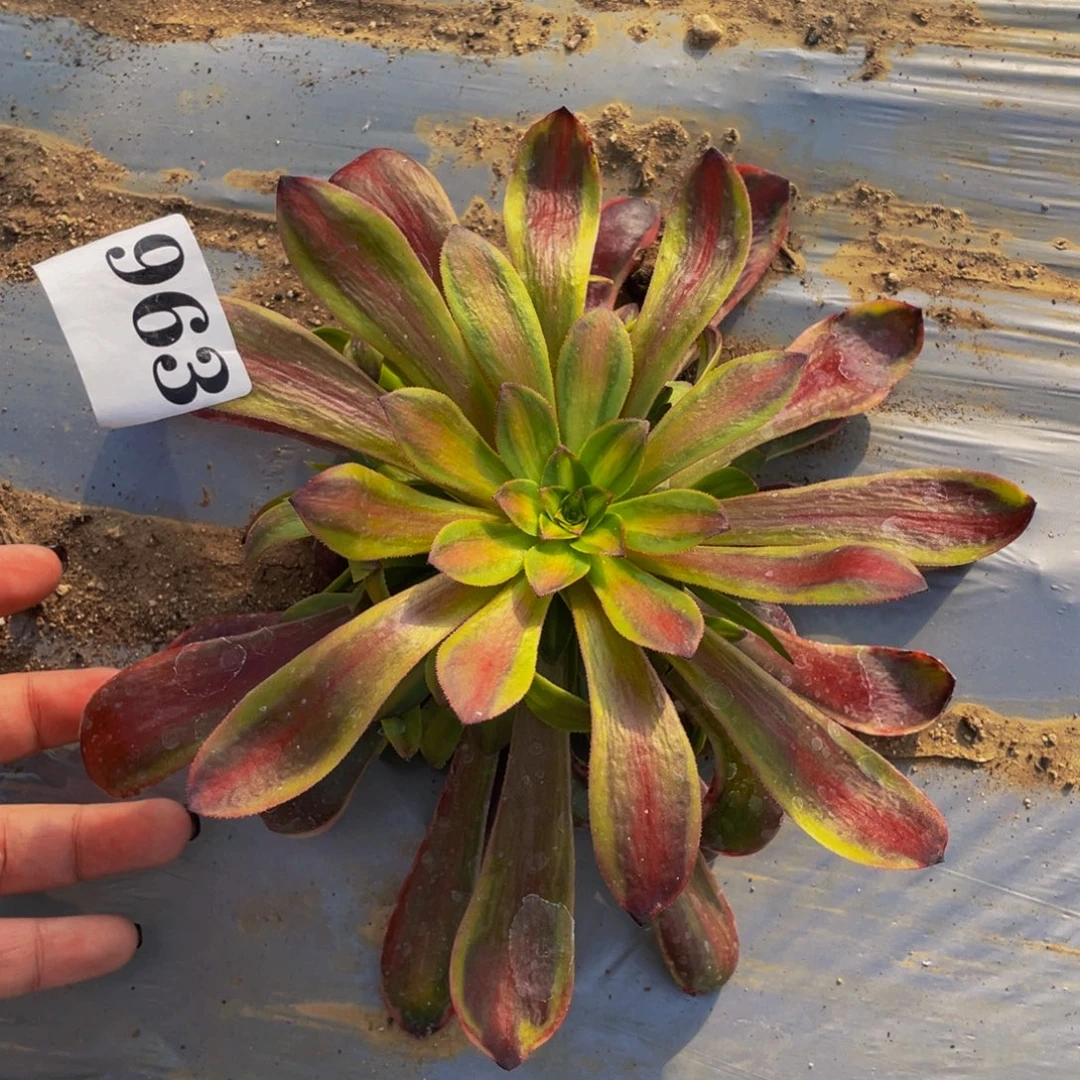 963蕾欧娜多肉植物