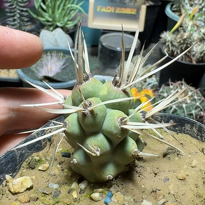 223枪骑兵脱土发货