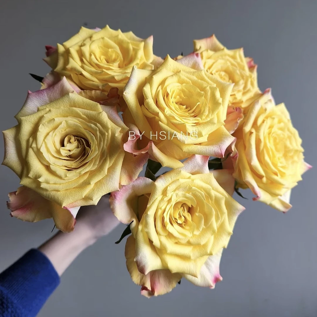 杨枝甘露 根接苗 匠人月季 玫瑰花 四季开花阳台盆栽植物