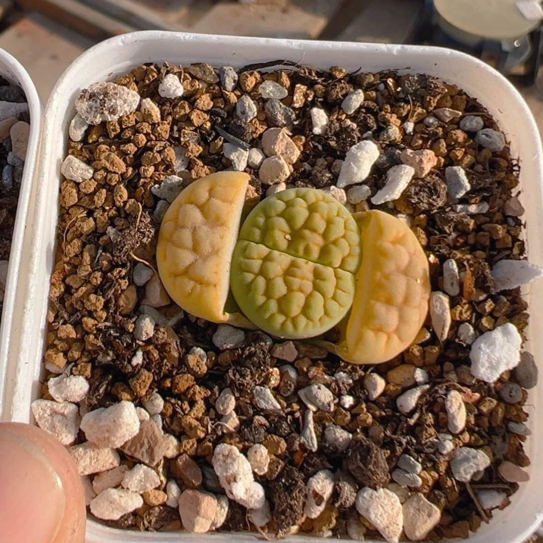 糖****豆126多肉植物百科知识