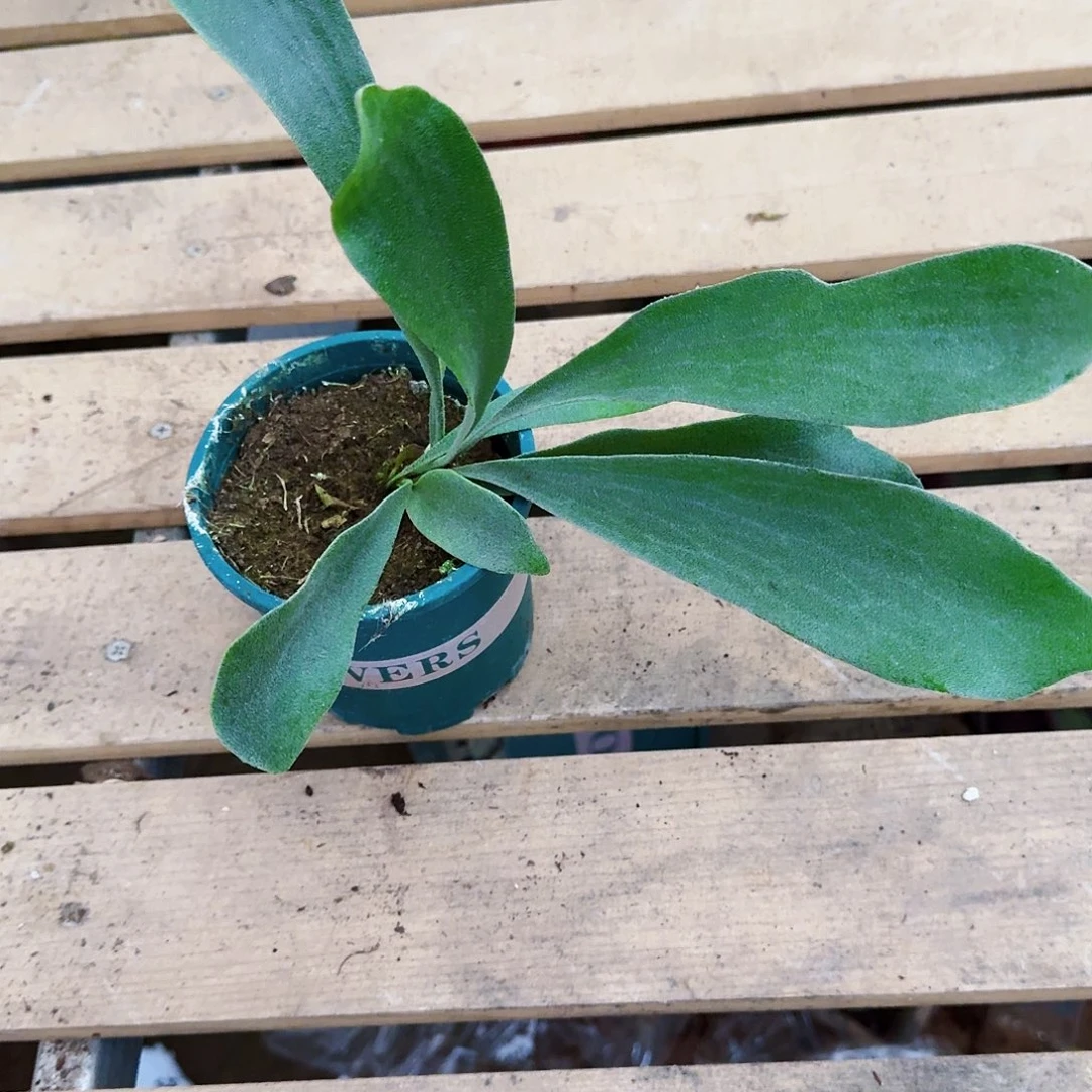 完全开放荷兰鹿角蕨