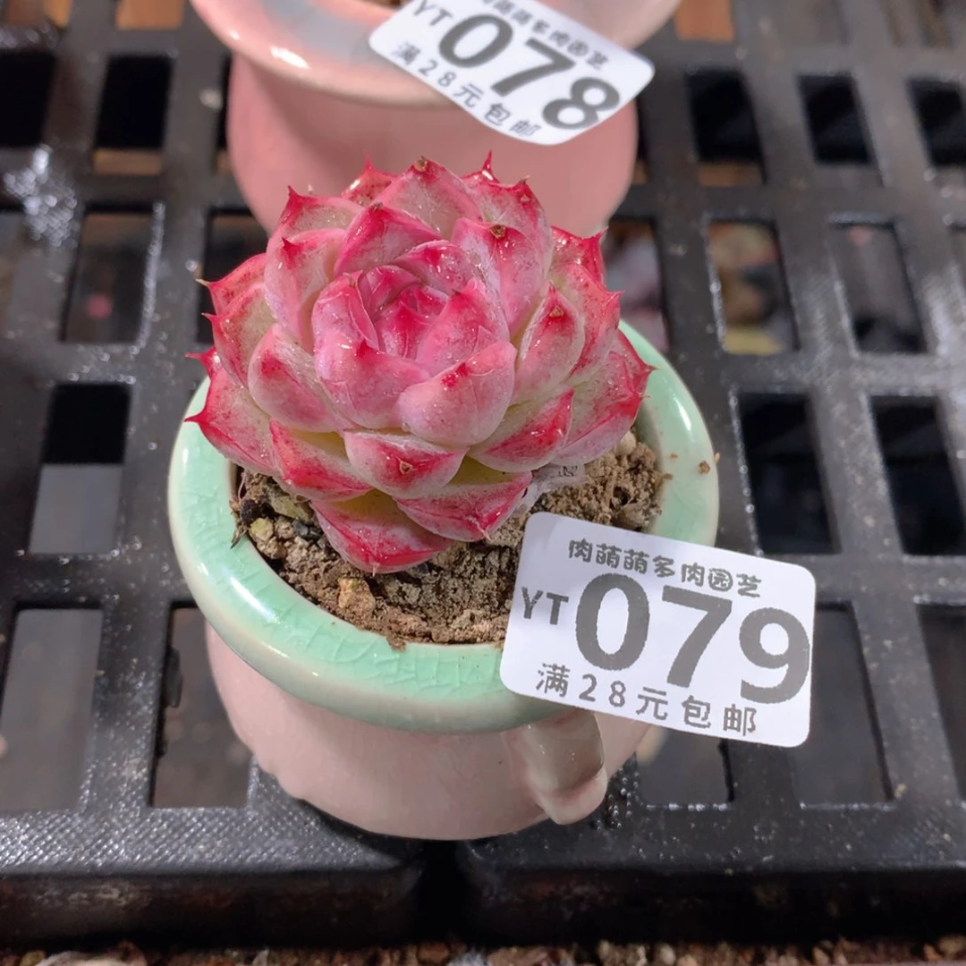 肉萌萌拇指盆精控多肉YT079