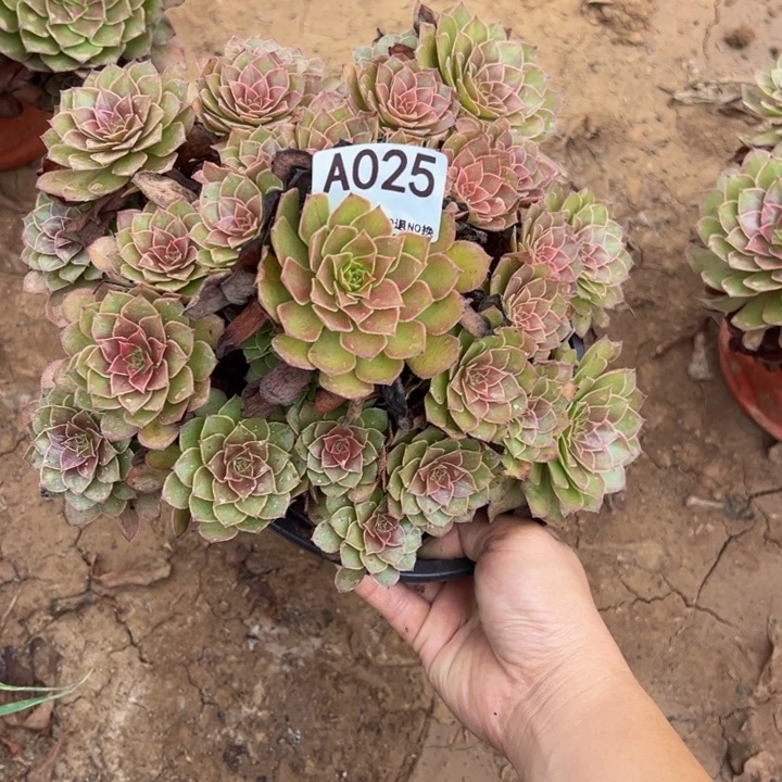 红魔多肉植物025.