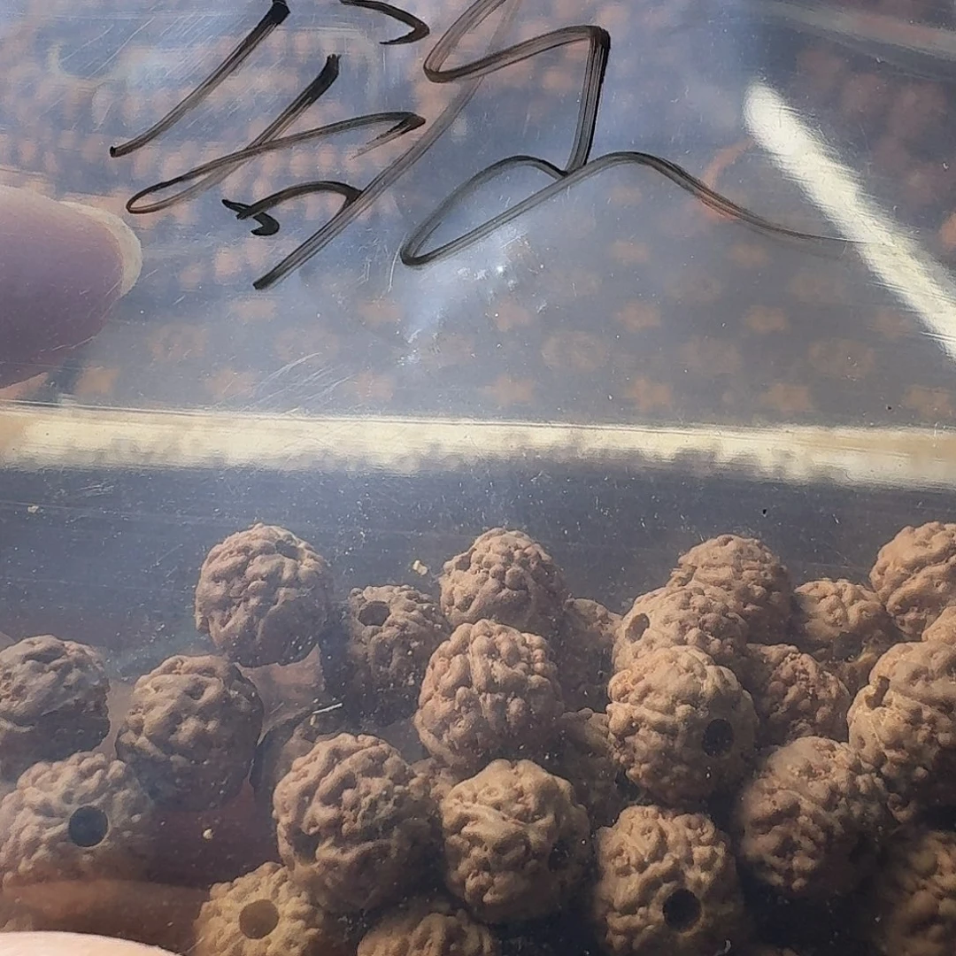 欲***吊坠金刚菩提福利款不挑