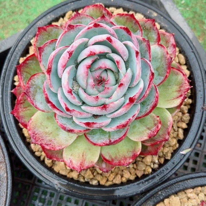 精品多肉植物老桩