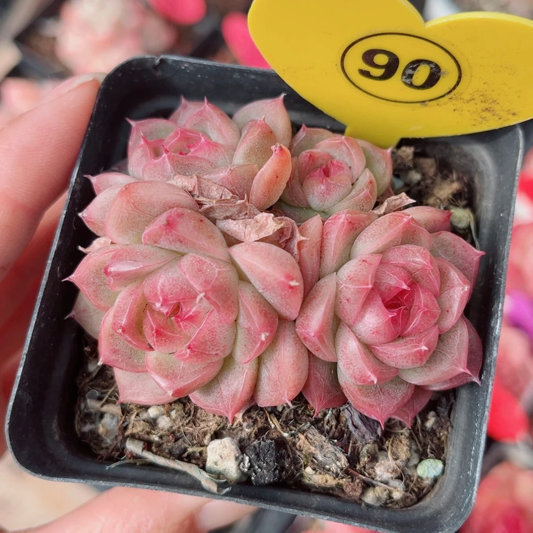 90号小老桩珍妮群