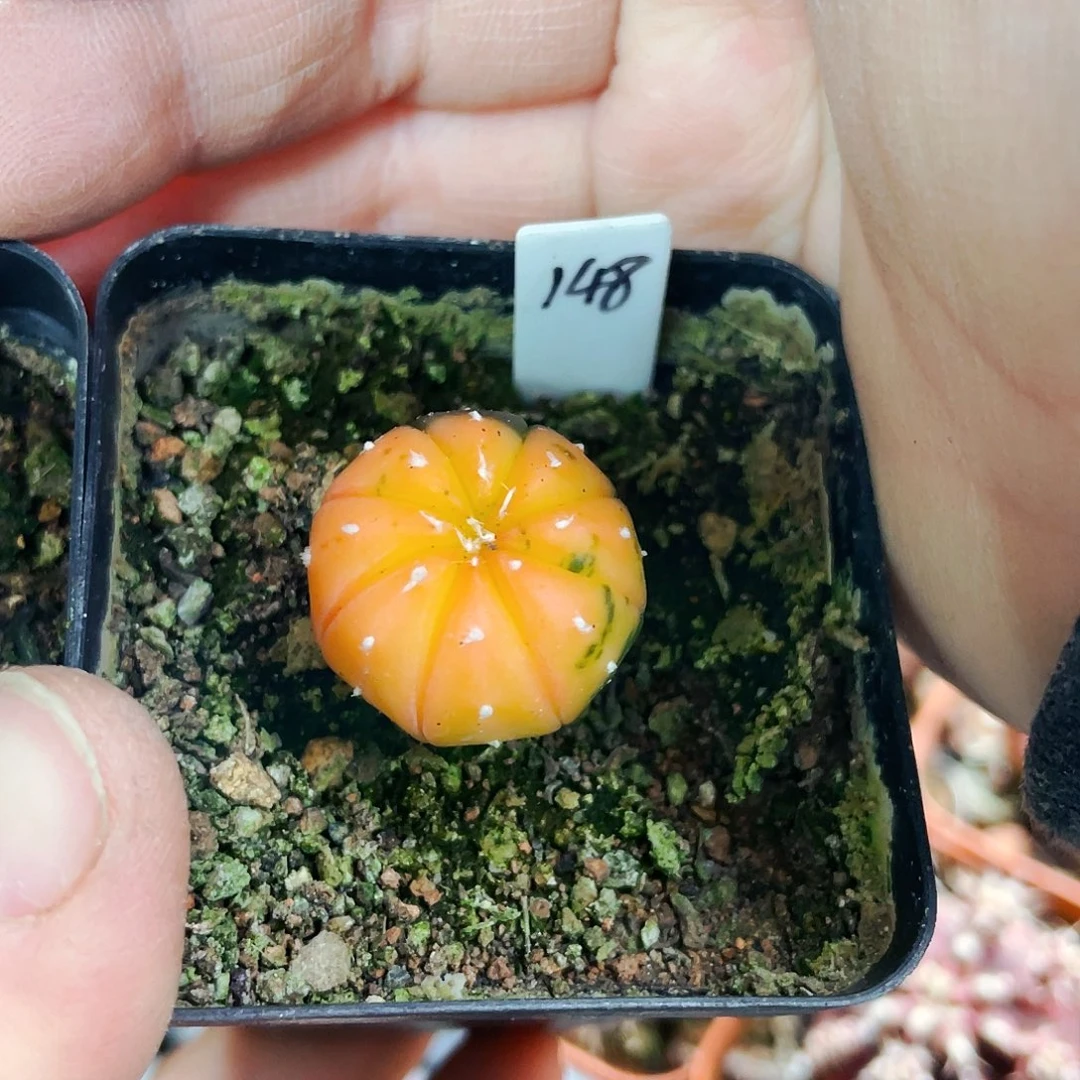 非偏远地区满25包邮仙人球