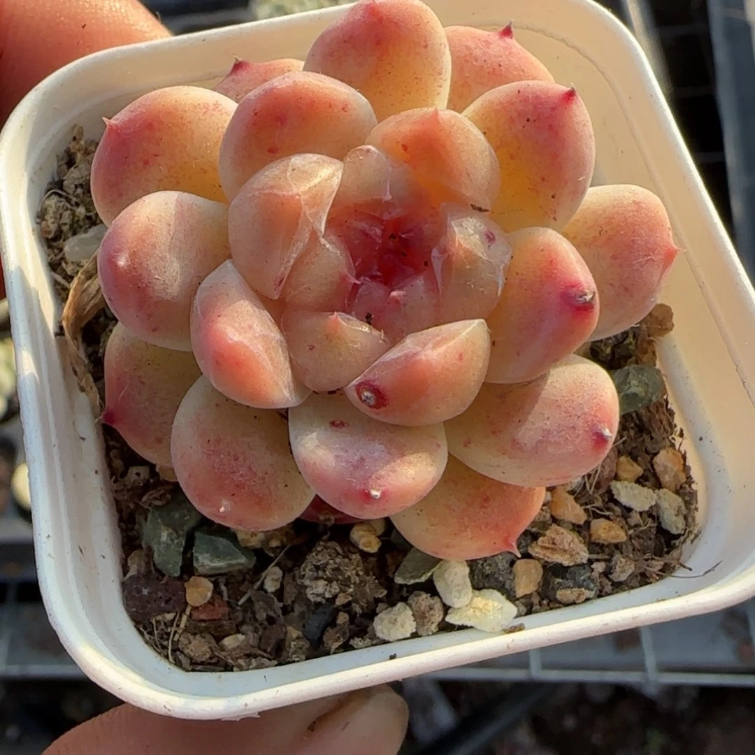 多肉小卡拉米糖心一物一拍