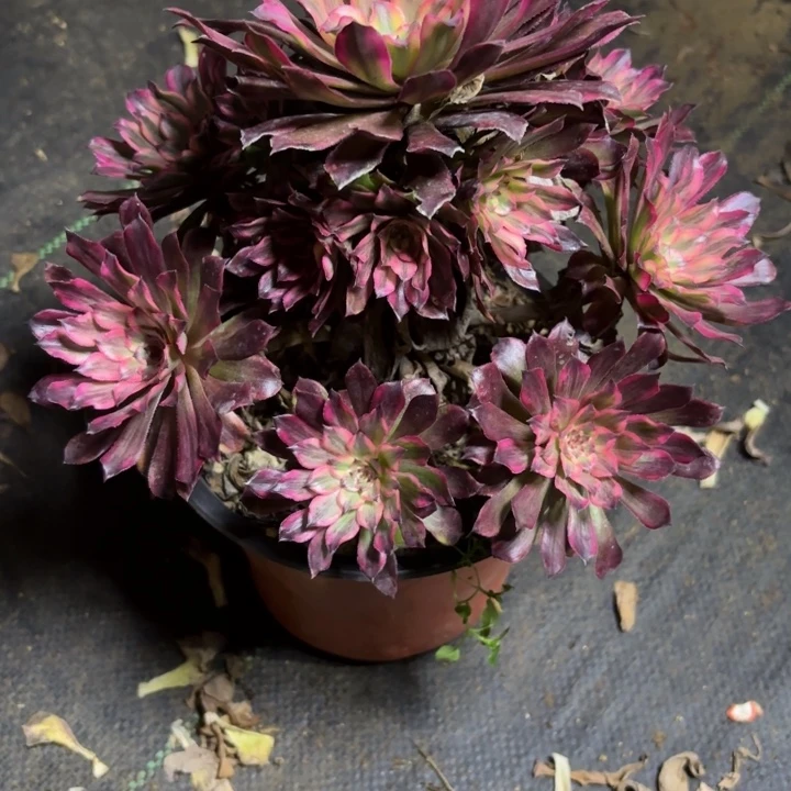 瑞妈一物一拍031