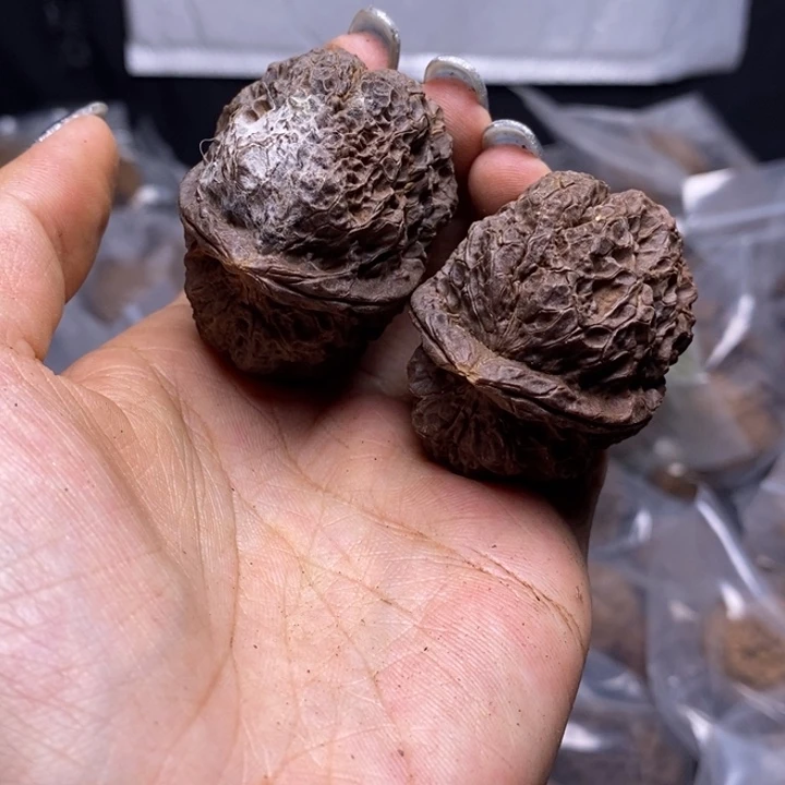 核桃云南野生铁核桃138号43mm