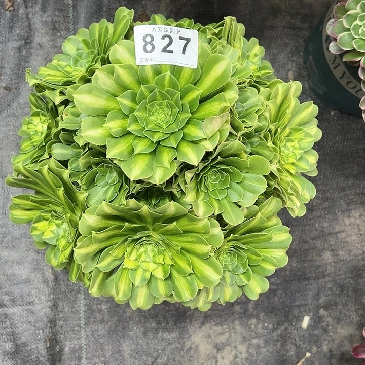 827翡翠琉璃多肉植物