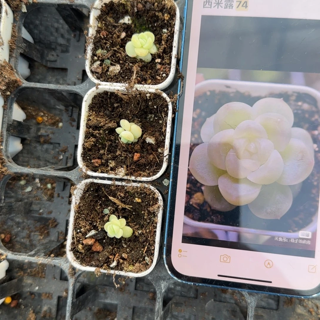 西米露74号盆一个满25包邮