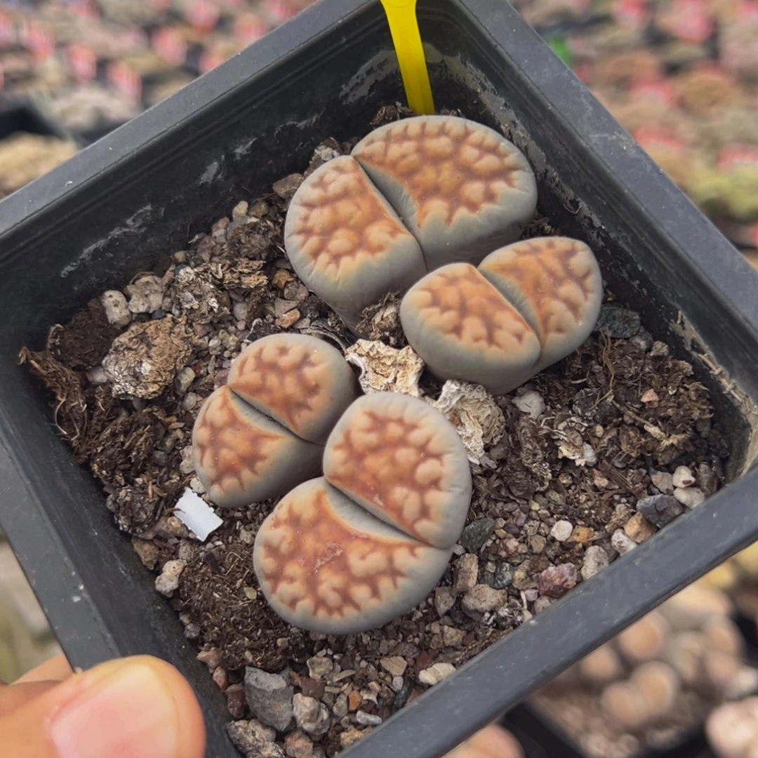 293 生石花大群生大群生