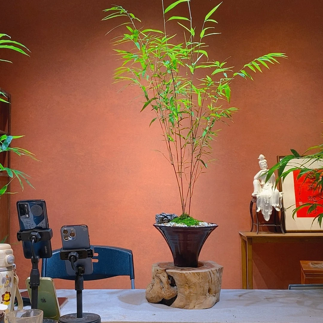 M***r无花朵老桩精品竹盆景作品