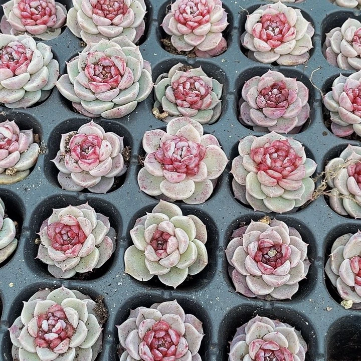 小天鹅绒1元带土