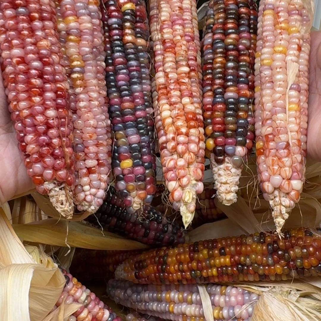 你***着柏香籽/百香籽吊坠