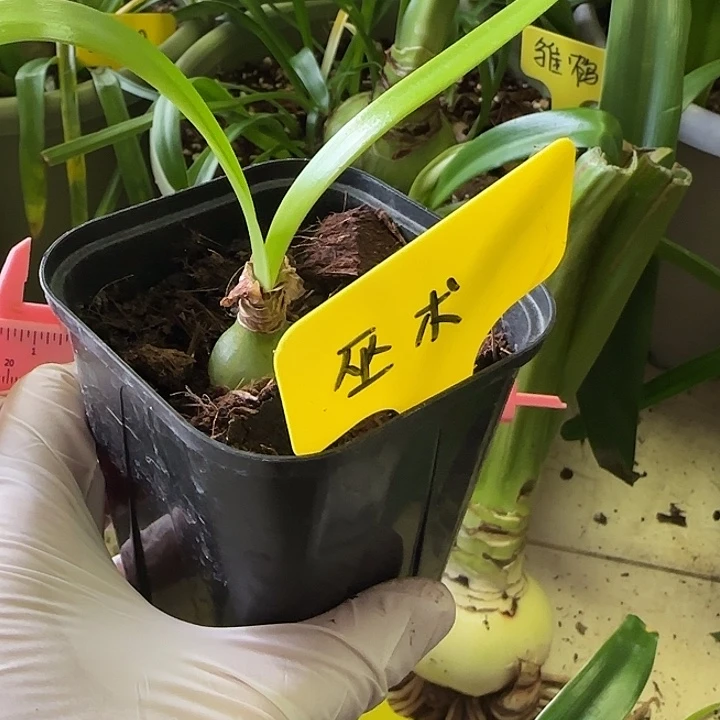 无花朵巫术2厘米带盆土