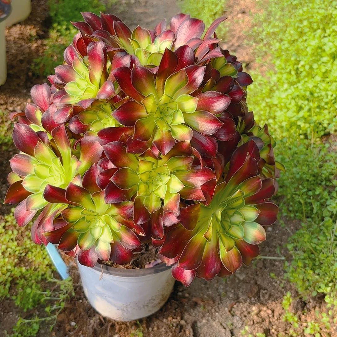 韶华多肉植物老庄